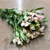 ALSTROMERIA HOLL PINK FLOYD ROSA